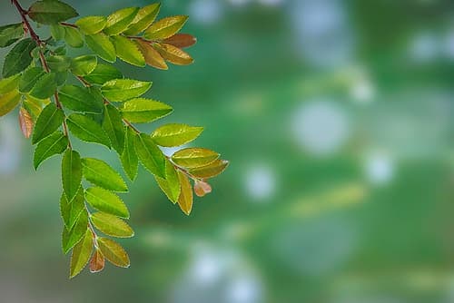 USA, Washington State, Seabeck. Evergreen huckleberry branch in spring. Art Print